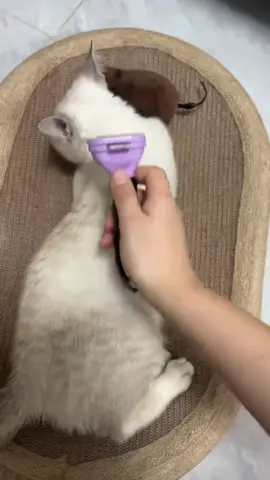 Cette brosse retire les poils en douceur, démêle et masse en même temps#PetCare #PetGrooming #petbrush 
