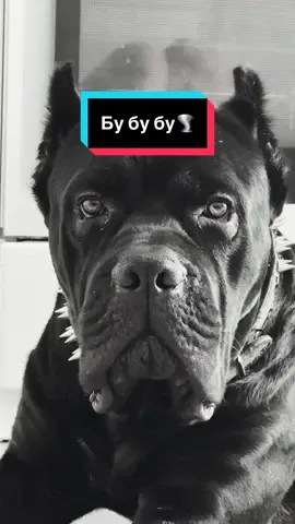 Бу🌪️ #топчик🔥 #канекорсо #canecorso #морган #собаки 