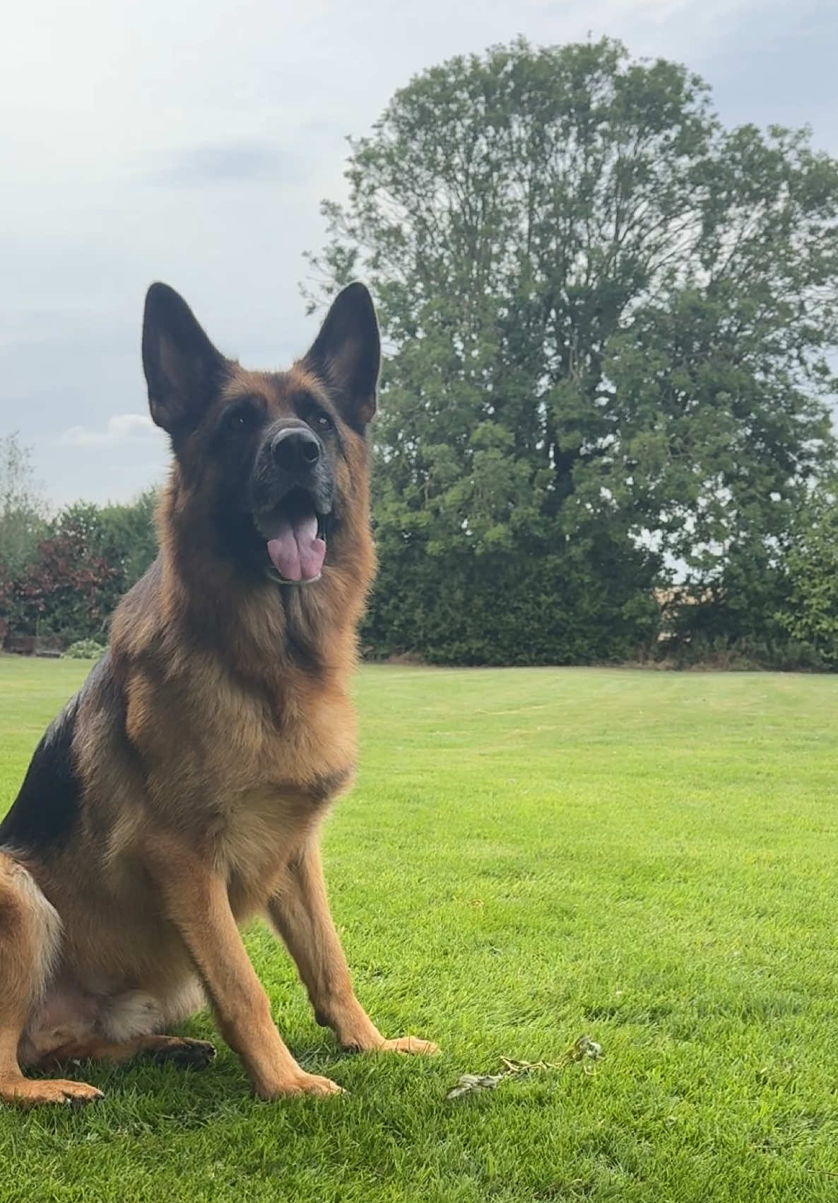 Replying to @Mel💫  I’m so glad I got to do this trend with Leo before he passed away on Monday 😢 #germanshepherd #gsd #copchase #policechase #fyp 