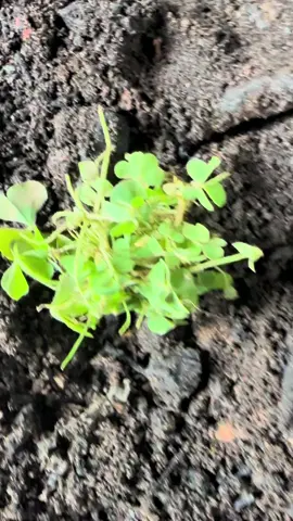 #benintiktok🇧🇯 #goviral 