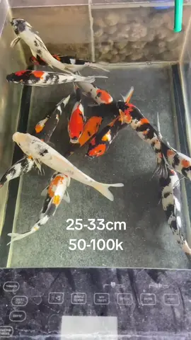 #ikankoi #koimurah #koi #jualkoi #koibagus 