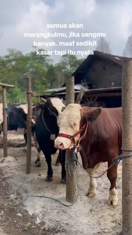 ☺️☺️ #bosmuda #sapi #peternakmuda #peternaksapi #gusiqdam 