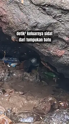 detik² keluarnya sidat dari tumpukan batu #sidatmonster #fishing 
