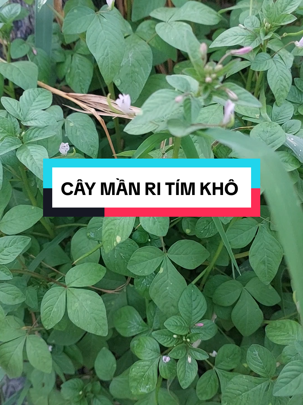 Cây mần ri tím khô nấu nước uống hàng ngày #xuhuong #suckhoelavang1978 #caymanritim kho #caymanrikho #caymanrihoatim