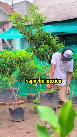 cây sapo mexico lỡ  đẹp có bộ rể bít chậu c14 luôn nhanh bông cho trái #dangnhaque 