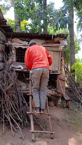 #chuisimba #momanyi🤣🤣🤣🤣🤣🤣🤣🤣 #kisiitiktokres🇰🇪🇰🇪🇶🇦🇶🇦 