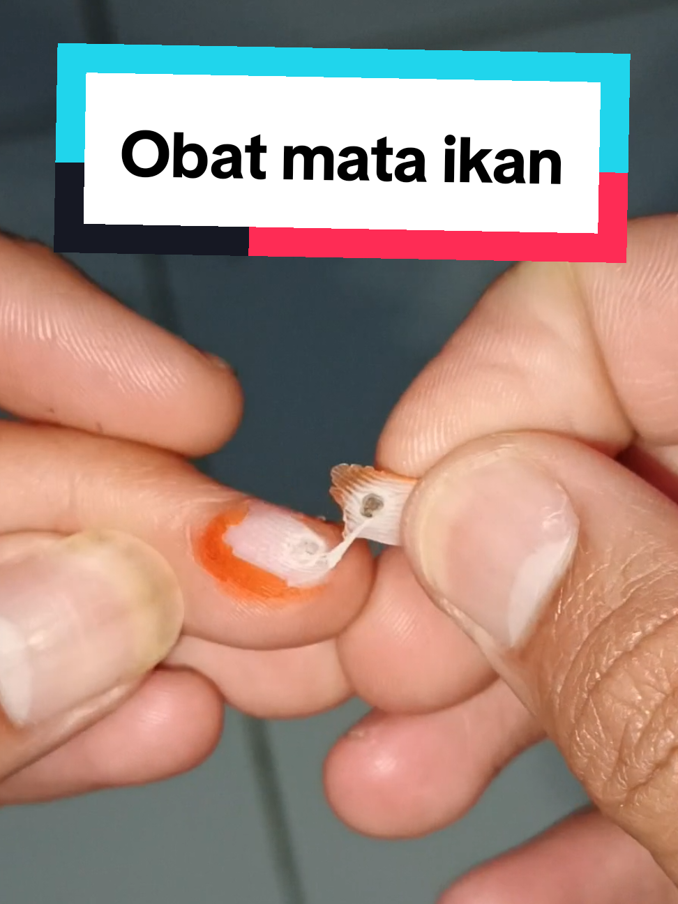 ini mata ikan bukan mata batin🗿#mataikan #obatmataikan #plastermataikan #obatalami #plaster 