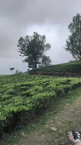 #pagaralamgunungdempo #dempopagaralam #kebuntehpagaralam 