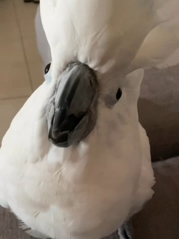 cockatoo cutest hello #cockatoodance #moluccancockatoo #whiteparrot #umbrellacockatoo #cockatootalking 