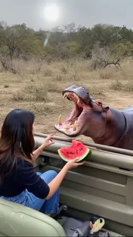 Watermelon vs Hippo