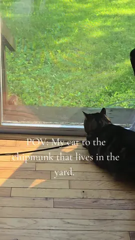 It's their favorite activity at this point.  #funny #floof #cattok #cats #roadto10k #Tatcha #reels #fyp 