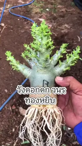 ชวยชมสวยๆ รากทอง#adeniumthailand #ชวนชมรากทอง #ชวนชมรากตะขาบ #บอนไซ #สวนชวนชมน้องเฌอร์ลิน 