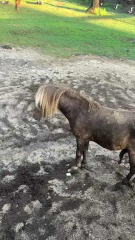 Jerry flexing for the ladies this morning!