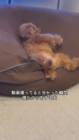 寝方やばすぎる😂😂#犬#犬のいる暮らし#トイプードル#あられちゃん#かわいい