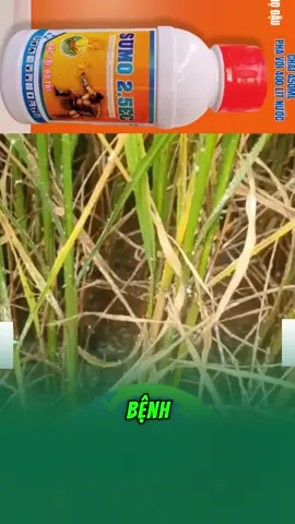 Chai sumo 450ml ngăn chặn sâu cây trồng hiệu quả #sumo #nongnghiep #trongcay #saubenhhaicaytrong 