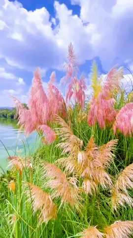 Nhớ Người Yêu  ...!!!  My Love                                                                           #xuhuongtiktok #bolero #nhackhongloi #foryou #CapCut 