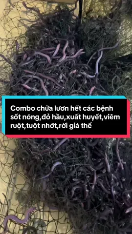 Nuôi lươn mà gặp bệnh này mà chữa không kịp thời là mất trắng cả vụ luôn đó nha#thuyduymientay #max78#betmes#betmesb12#para89  @Thuý Duy miền-Tây  @Thuý Duy miền-Tây  @Thuý Duy miền-Tây 