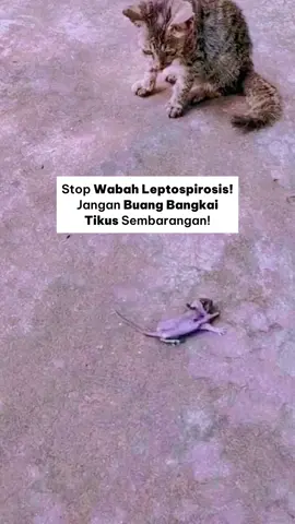 Bangkai tikus bisa sebarkan leptospirosis lewat bakteri di air atau tanah lembap. Jaga kelembapan rumah dengan dehumidifier, biar bakteri dan tikus gak betah tinggal di rumah. 💧✨ #leptospirosis #musimhujan  #penyakit #udaralembab 