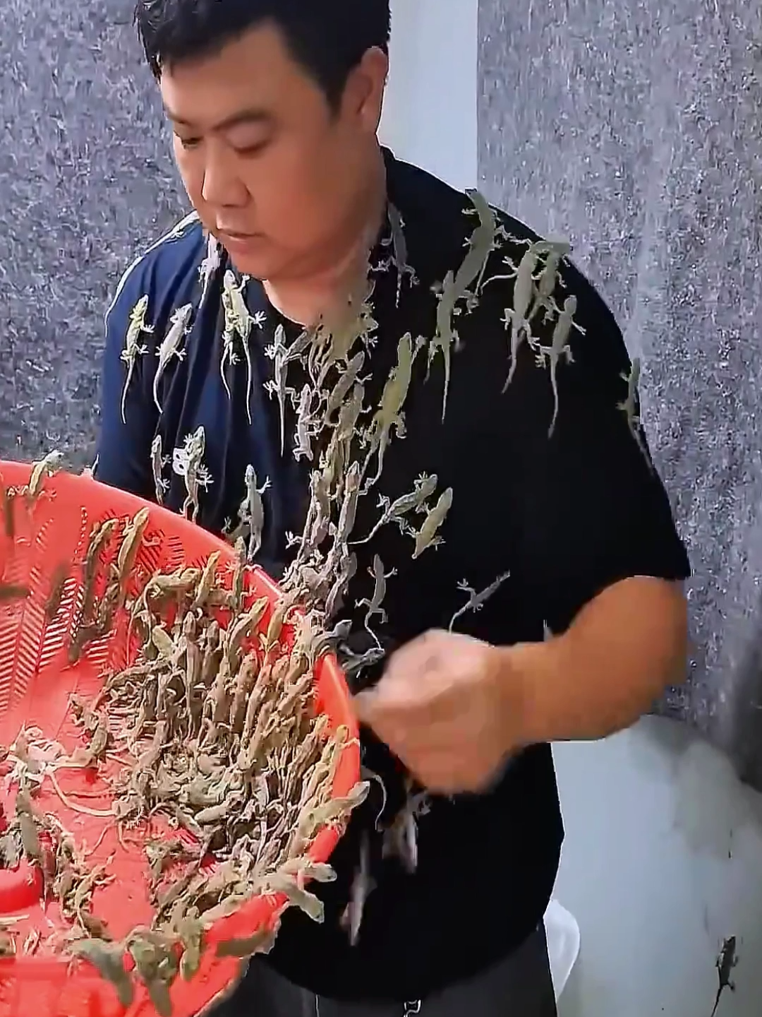 চীনের টিকটিকির খামার Lizard Farm China #OJANAIDEA