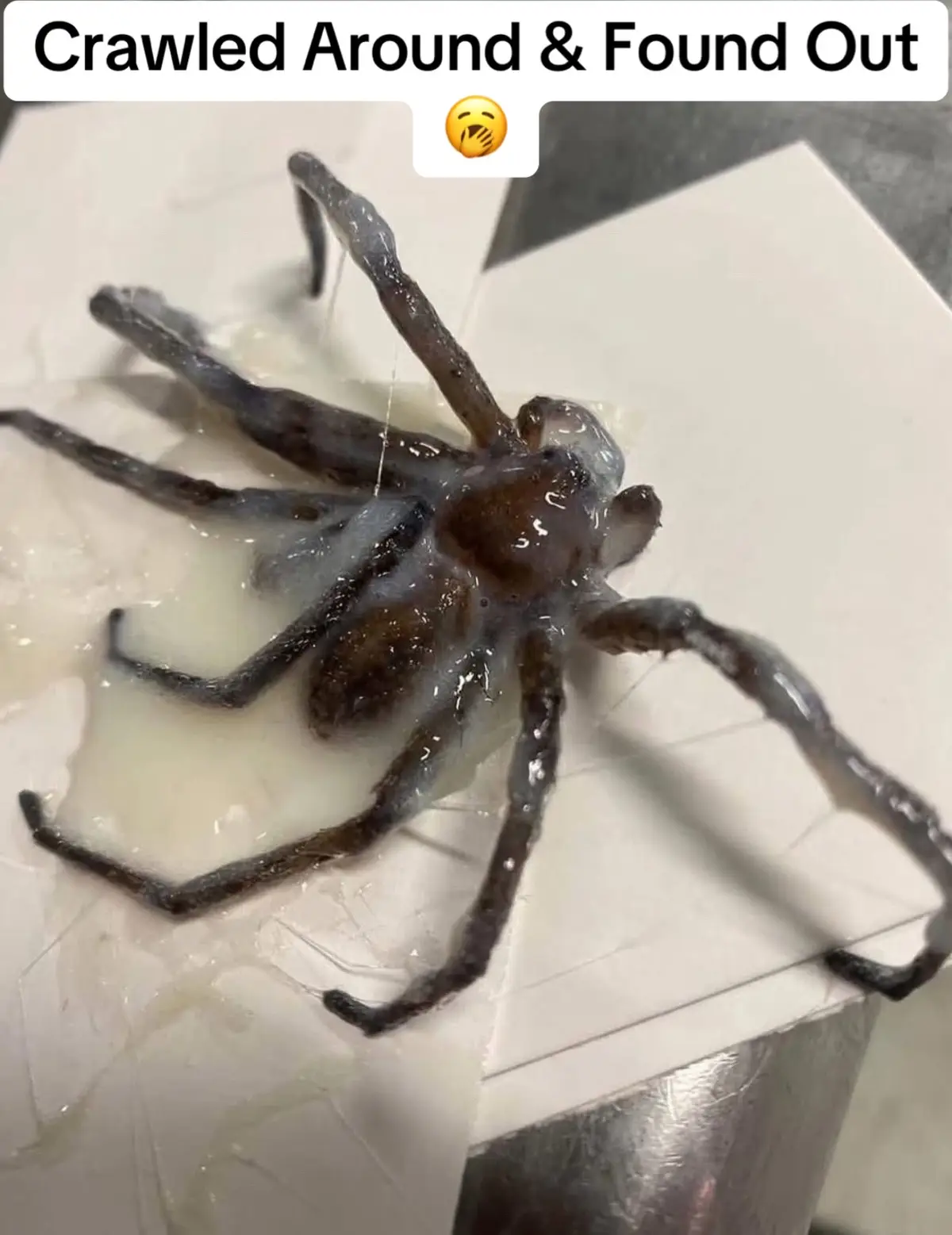 #Troll #viralfyp #spider #explore #share 