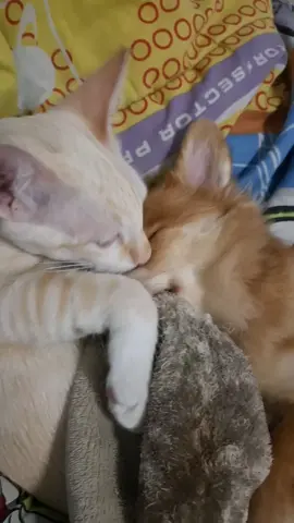 ดูเขารักกัน#ช่างไฟตัวเล็กๆ😝 