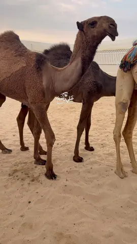 #طرق_ل_زعل_الديحاني