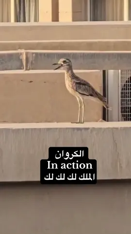 الكروان In action   الملك لك لك لك #creatorsearchinsights #marassi #summervibes #viral #viraltiktok 