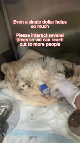 Let's save Sophie together! We can't do this without you. Our campaign link on our bio #cats #catsoftiktok #PetsOfTikTok #fyp #foryou #foryoupage#catlover #catrescue #kittenrescue #sheltercat 
