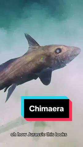 While exploring Ļōjabōn-Bar Seamount in the waters of the #MarshallIslands, we were excited at the sight of this absolutely stunning (and rather large) #chimaera. This cartilaginous fish from the Order Chimaeriformes is related to sharks and commonly called a #ghostshark, #ratfish, or #spookfish. Most chimaera live in the deep sea, and this one was caught on video at 1,615 meters. 
