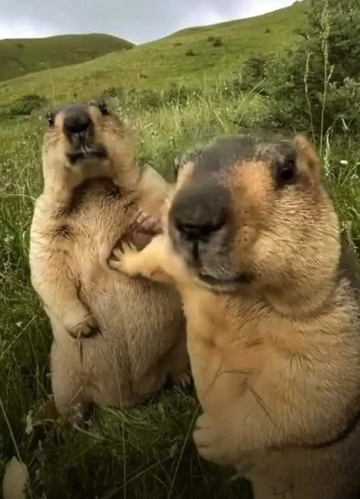 #fakebody #fyp #animeedit #alice #alicezzz 