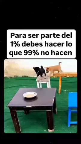 ser único a tu forma  #perros #perrostiktokers #dog #dogtiktok #hijos 