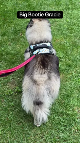 This makes me laugh so hard!! #dogsoftiktok #huskylife #dogwalk #fyp#funnyvideos 