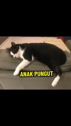 Jadi kamu cuma tau  3M-MakanMolorMod*l ❤️ #kucing #pet #anabul 