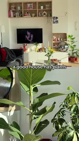 ig: @inspireachother__ 💗 #plants #apartmentinspo #rosalia #interiorplants #sakura 