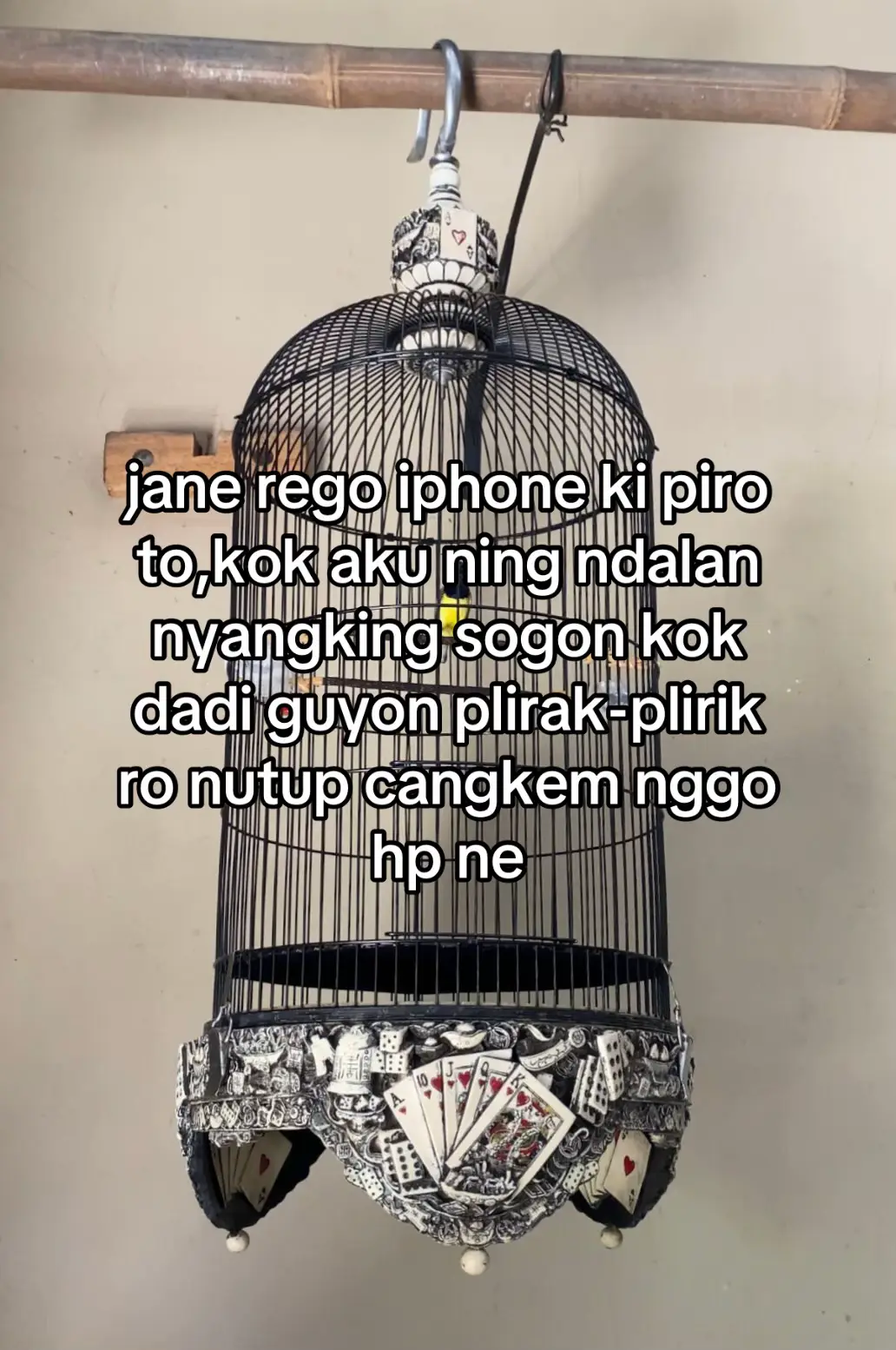 #fypシ゚ #sogonmaniaindonesia #kicaumania #sogonmania #sogon 