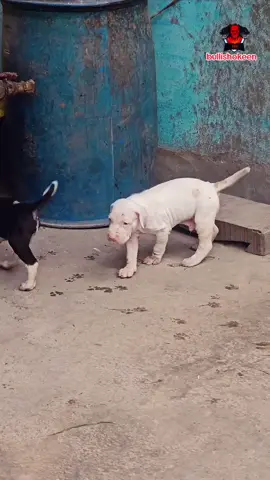 @Bullishokeen #bullykutta🔥😎 #foruyou #bullishokeen #fyp #videoviral 