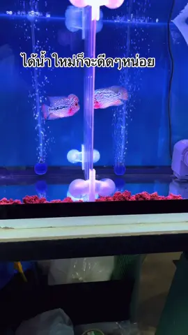 กัมฟาเอฟ2#เทรนด์วันนี้ #ฟีดดดシอย่าปิดการมองเห็น🖤🥀🚷 