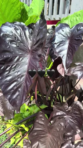 #blackelephantear stunning🖤