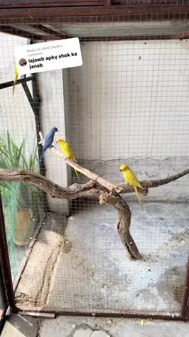 Replying to @SĀQÏ SAAB ❤️❤️#foryoupageofficiall #happyindependenceday #14august 