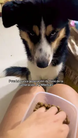 Ya no hacen a los perros como antes 🫠 #jet2holidays #viraltiktok #dog #fyp #foryoupage 
