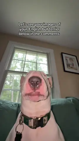 Show me your doggies!! #englishbullterrier #cute #pets #funny 