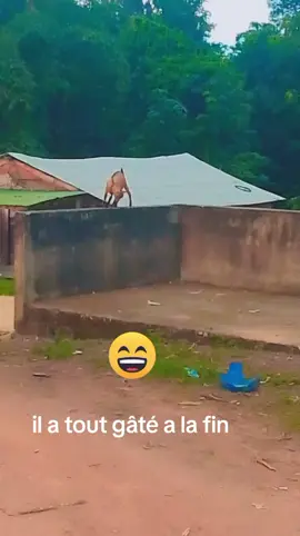 Les animaux commence à faire Du sport maintenant 🤣🤣😂#talent 