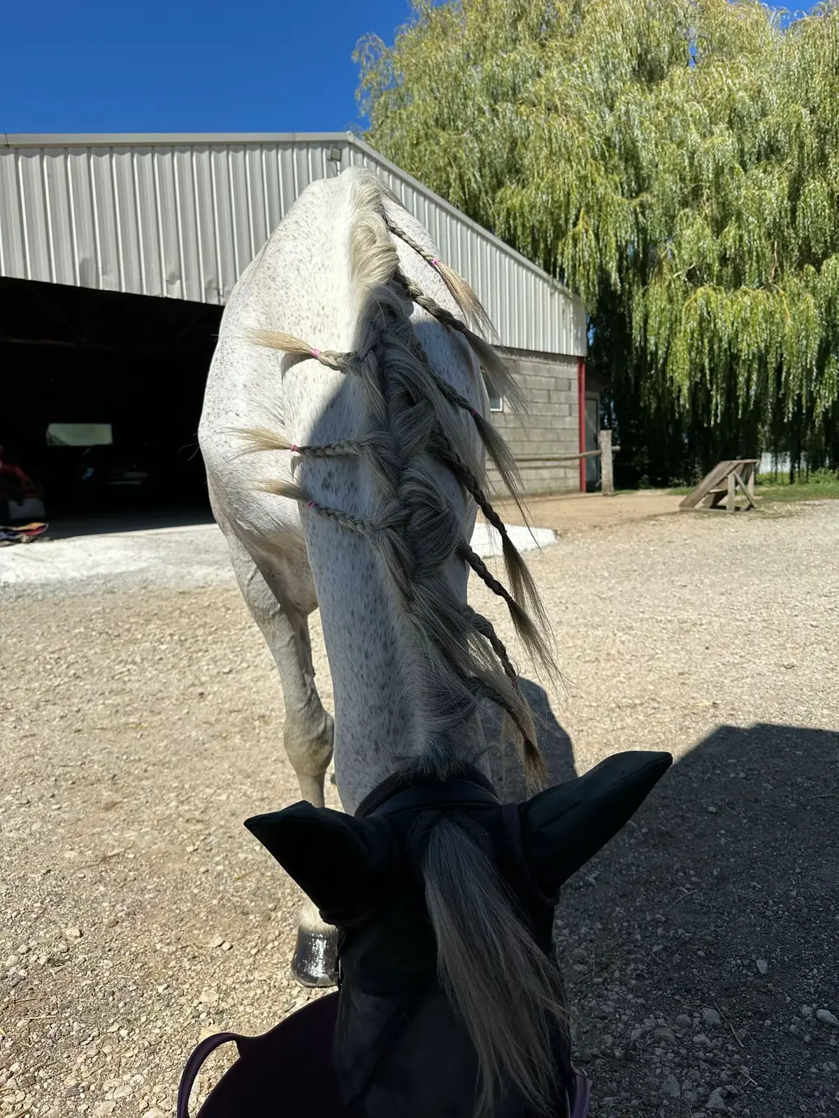 #cruzado #creatorsearchinsightview #horsetok #pourtoii #chaton 