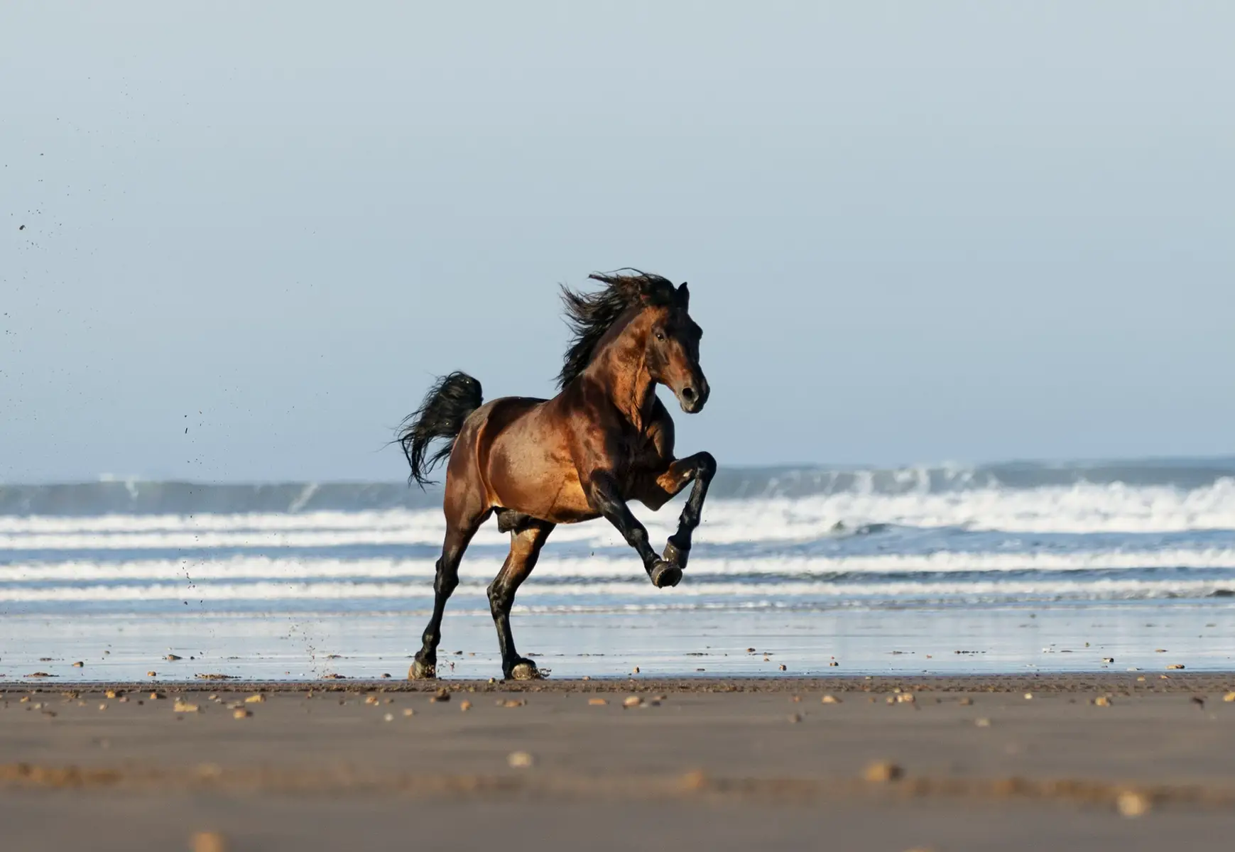 Capo — wild, strong, and free — has crossed borders through his videos, awakening something fierce within us. In a world built to guide us into forgetting who we are, he reminds us to fight for our authenticity, to run toward freedom, and to never let our wild spirit sleep. . . . . #horse #equestrian #fyp #caballos #photography 