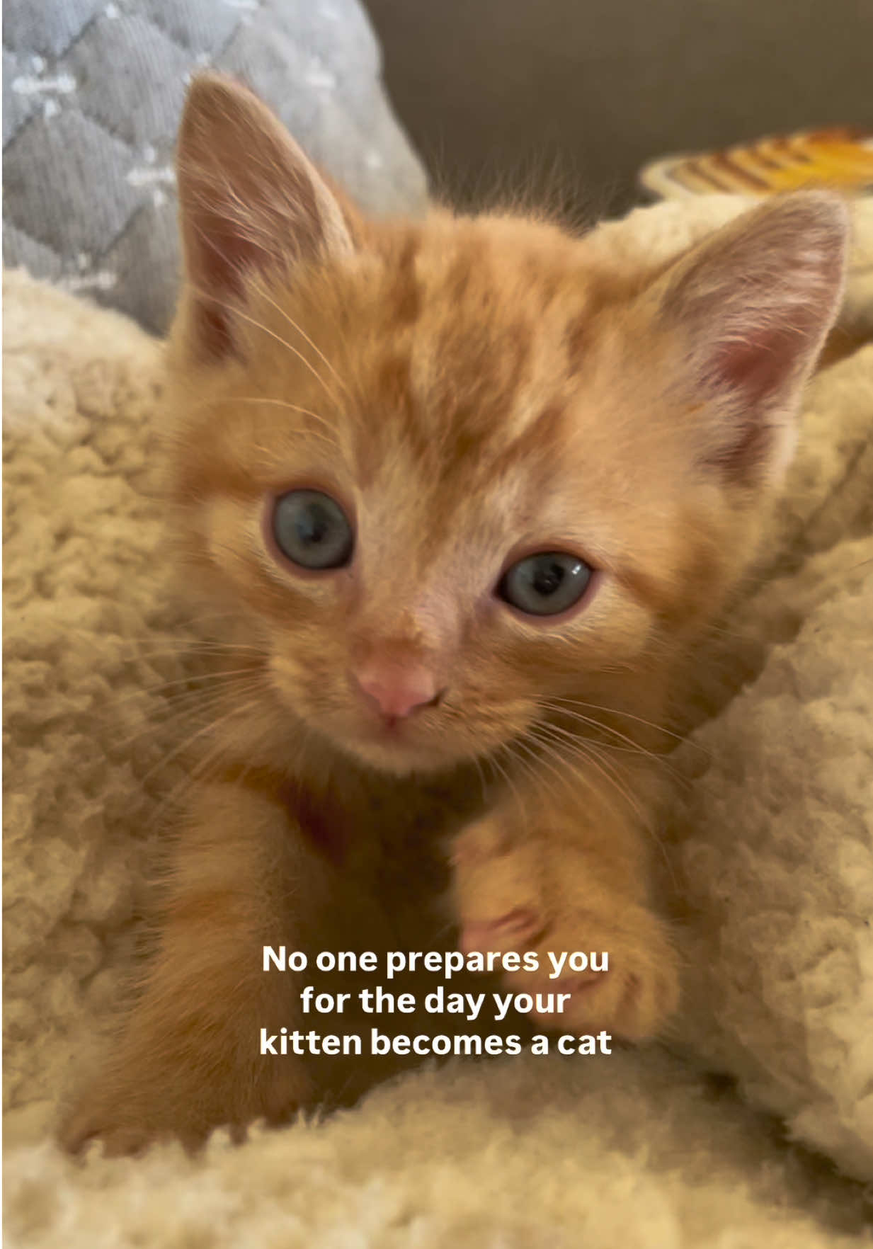 Where’d all the time go? 🥺 #cutekitten #babycat #orangecat #kittentocat #catmomlife 