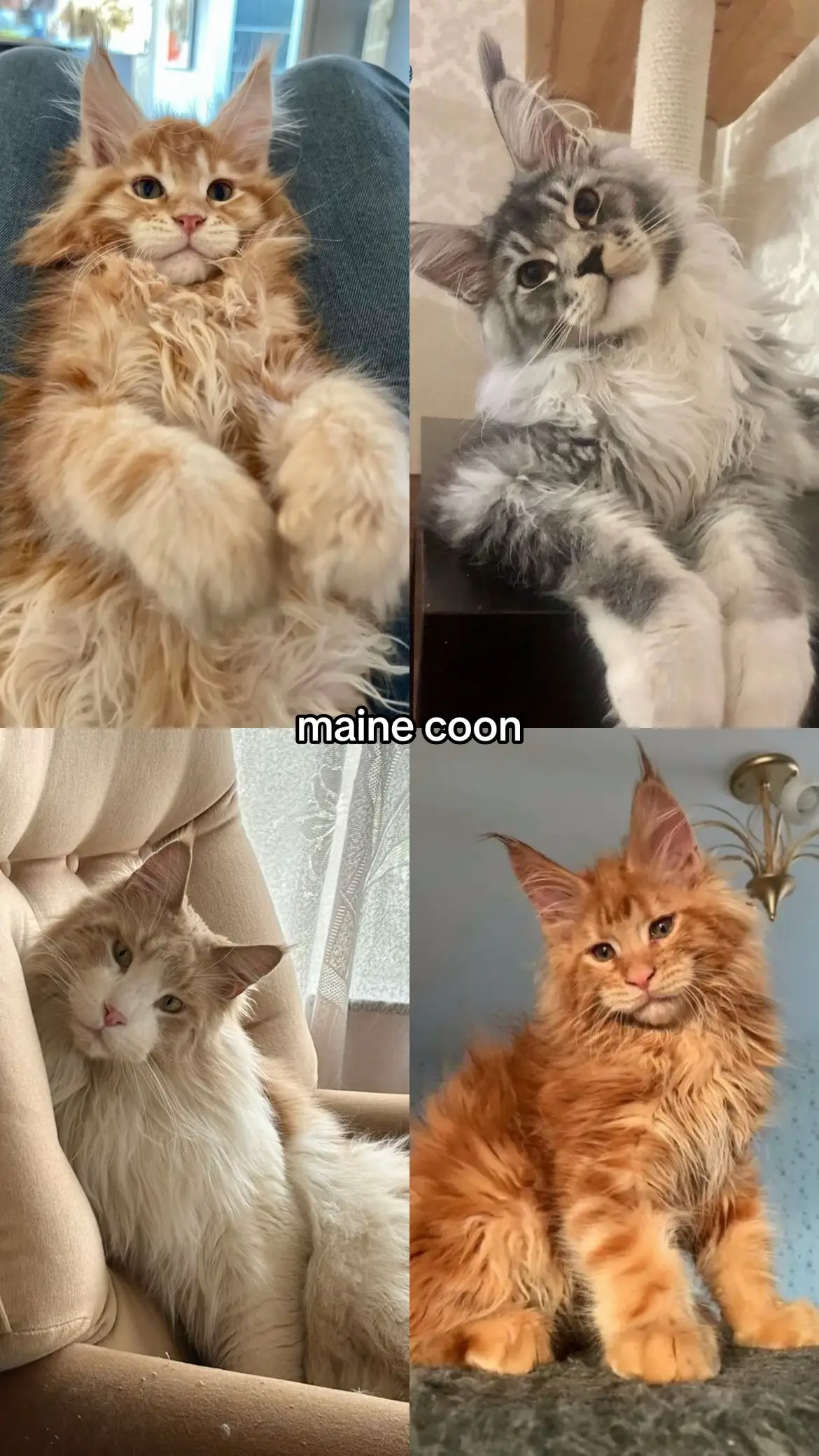 cat breeds 🐈 #cat #catbreeds #pinterest #aesthetic #fyp 