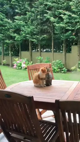 heureusement qu'il y a les animaux ! 🤣