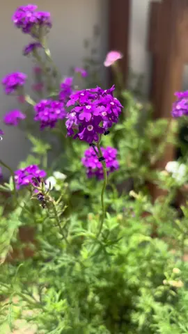 ชีวิตที่ขาดดอกไม้ไม่ได้