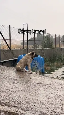 Üzgün kangal  #fyp #foryou #kangal #köpek #çiftlik 
