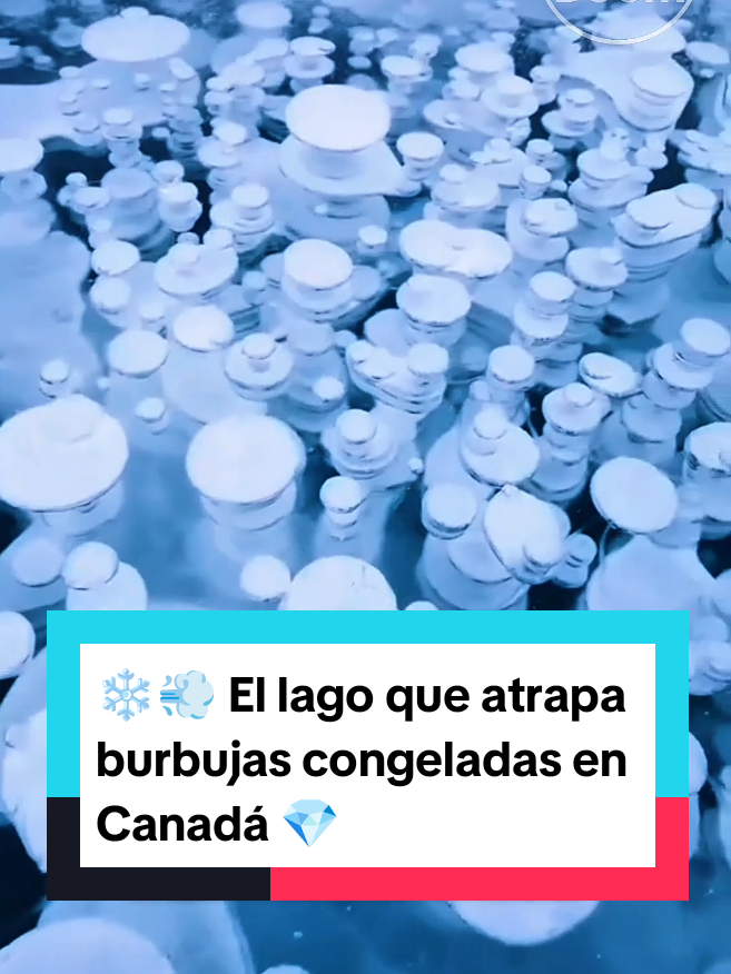 Descubre el misterioso Abraham Lake en Canadá, famoso por atrapar burbujas de metano bajo el hielo, creando uno de los paisajes más impresionantes del planeta. #SabíasQue ❄️ #AbrahamLake 💎 #FenómenosNaturales 🌍 #NaturalezaIncreíble 📸 #Curiosidades 🧠 